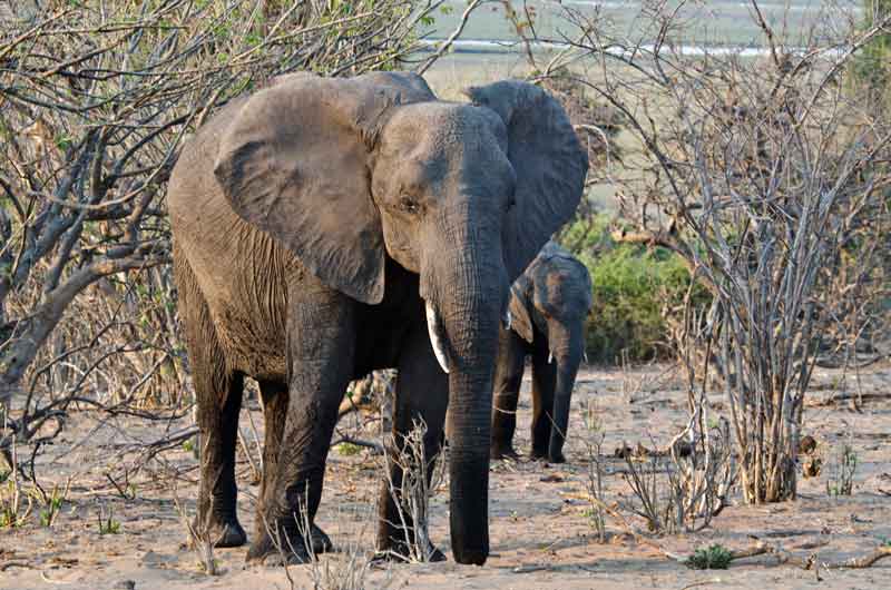 28 - Botswana - elefantes - parque nacional de Chobe
